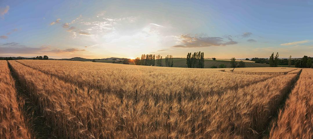 Korenveld_panorama