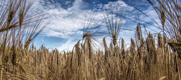 blé sécheresse